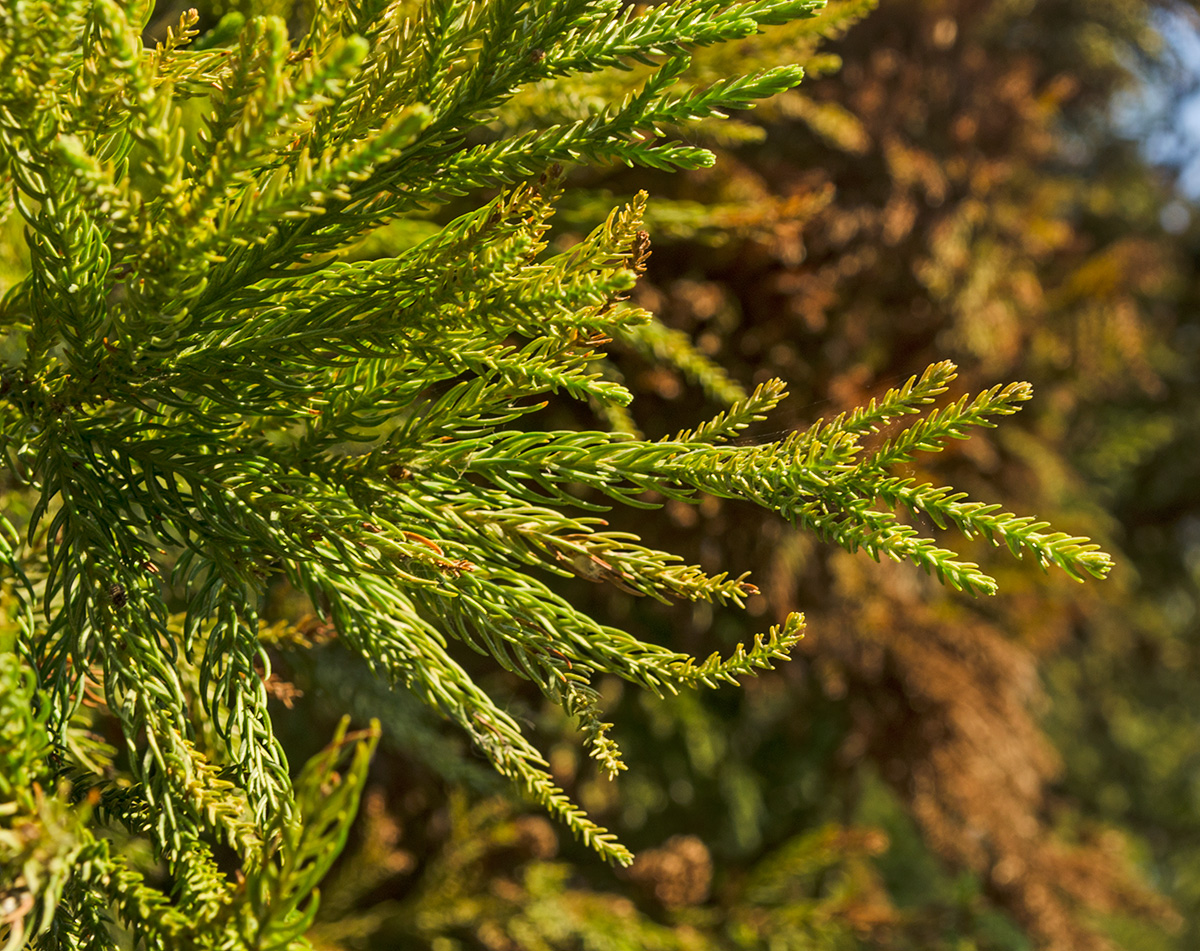 Image of Cryptomeria japonica specimen.