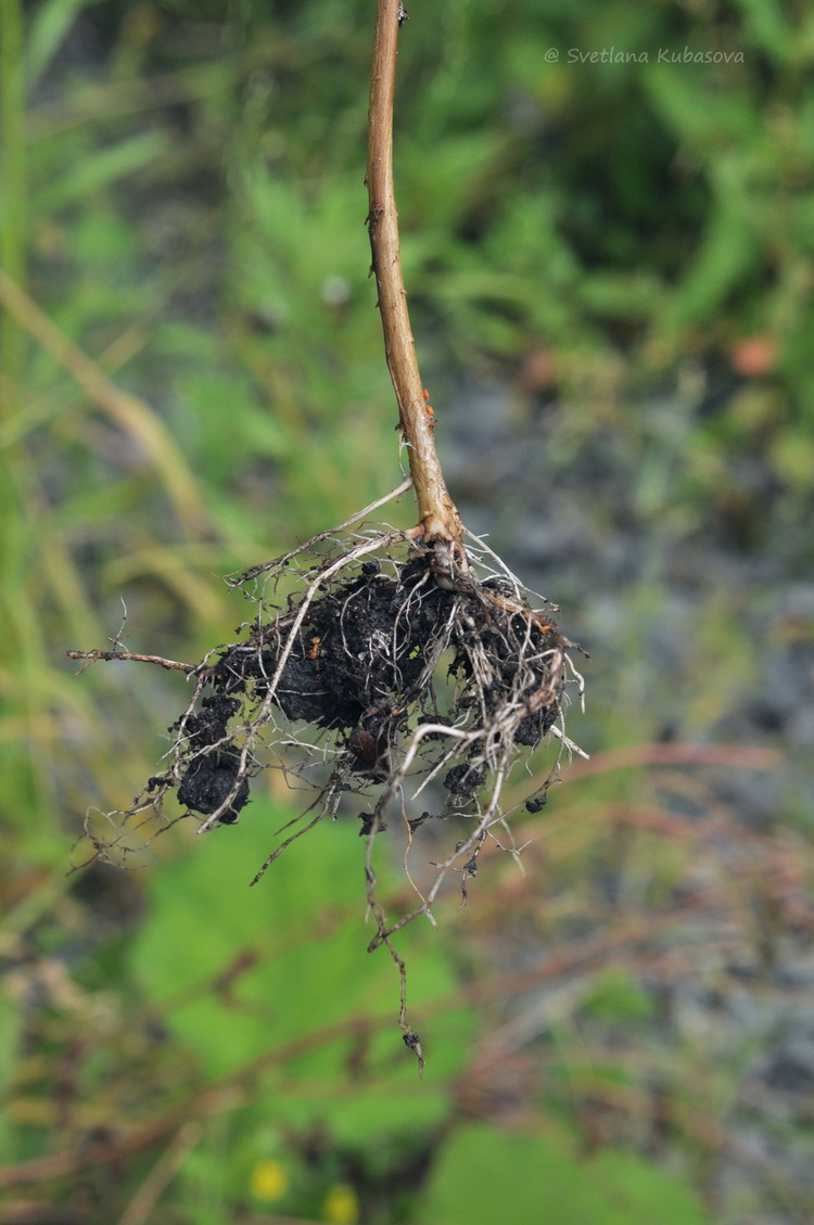 Image of Epilobium pseudorubescens specimen.