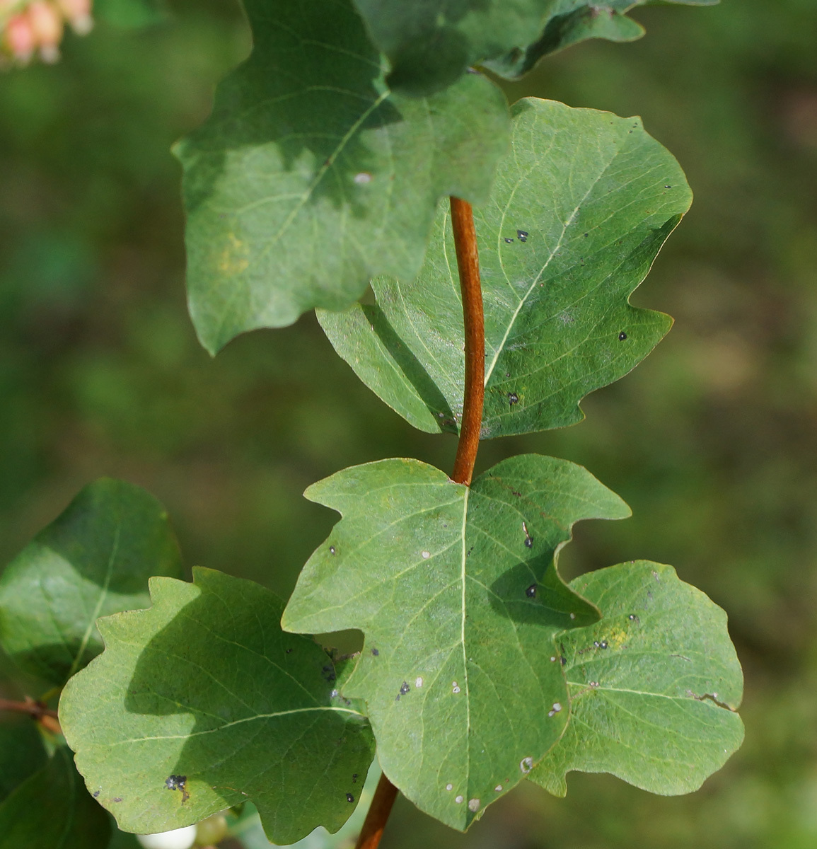 Изображение особи Symphoricarpos albus var. laevigatus.