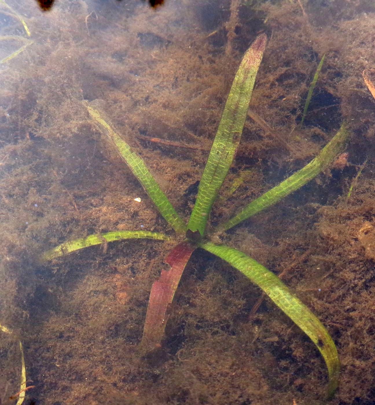 Image of Nymphaea candida specimen.