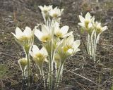 Pulsatilla uralensis