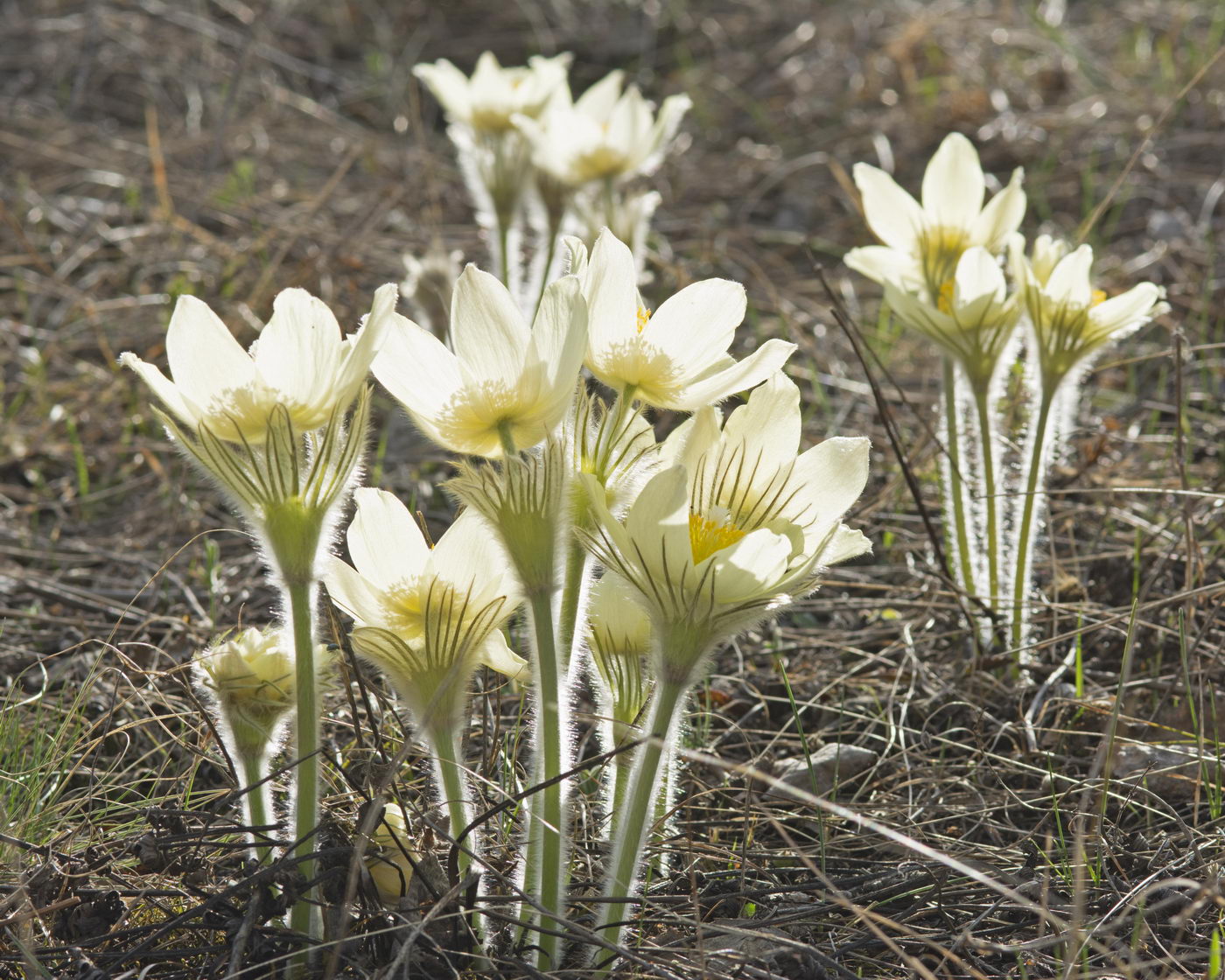 Image of Pulsatilla uralensis specimen.