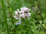 Valeriana amurensis. Соцветие. Хабаровский край, пгт Ванино, южная окраина, склон вдоль дороги. 19.07.2019.