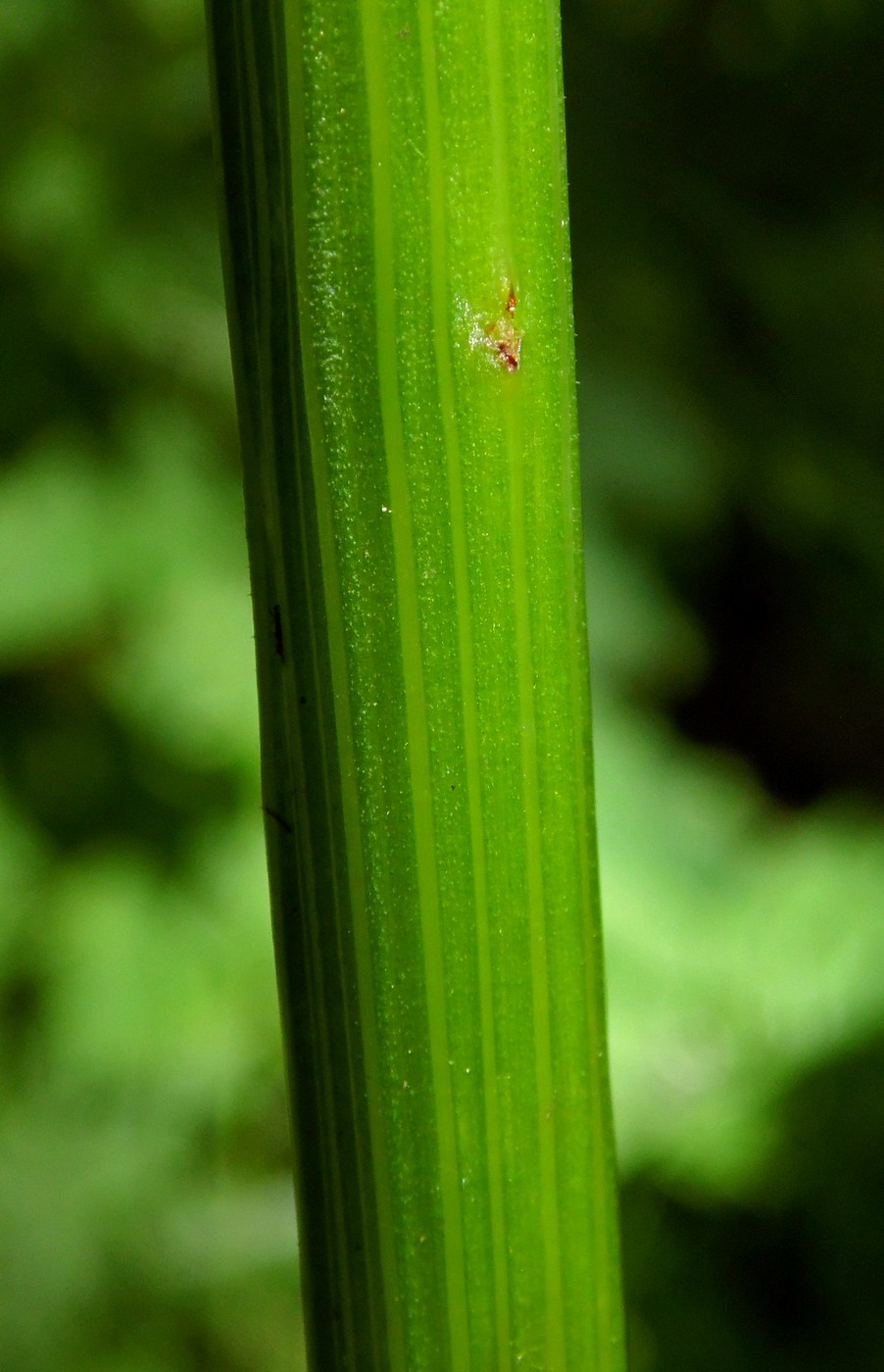 Image of Aegopodium podagraria specimen.