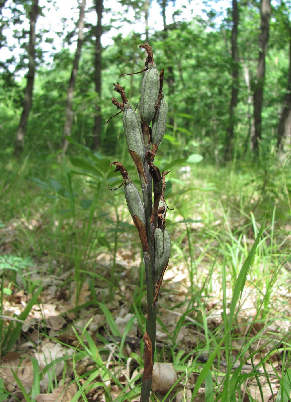 Image of Limodorum abortivum specimen.