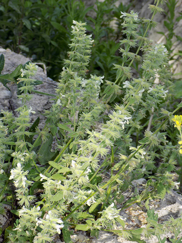 Image of Stachys pubescens specimen.