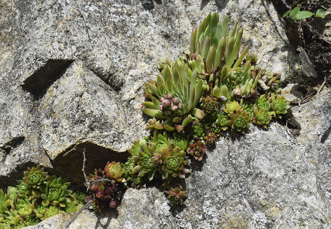 Изображение особи Sempervivum tectorum.