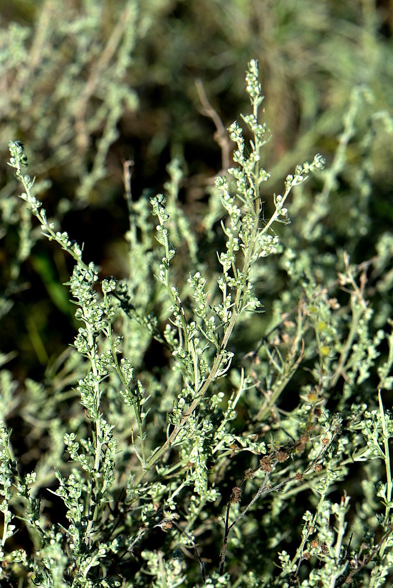 Image of Artemisia marschalliana specimen.