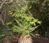 Euphorbia schlechtendalii