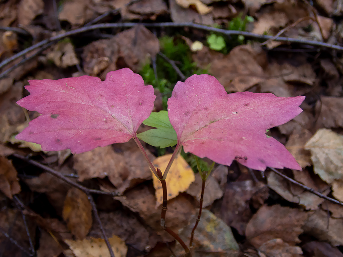 Image of Viburnum opulus specimen.