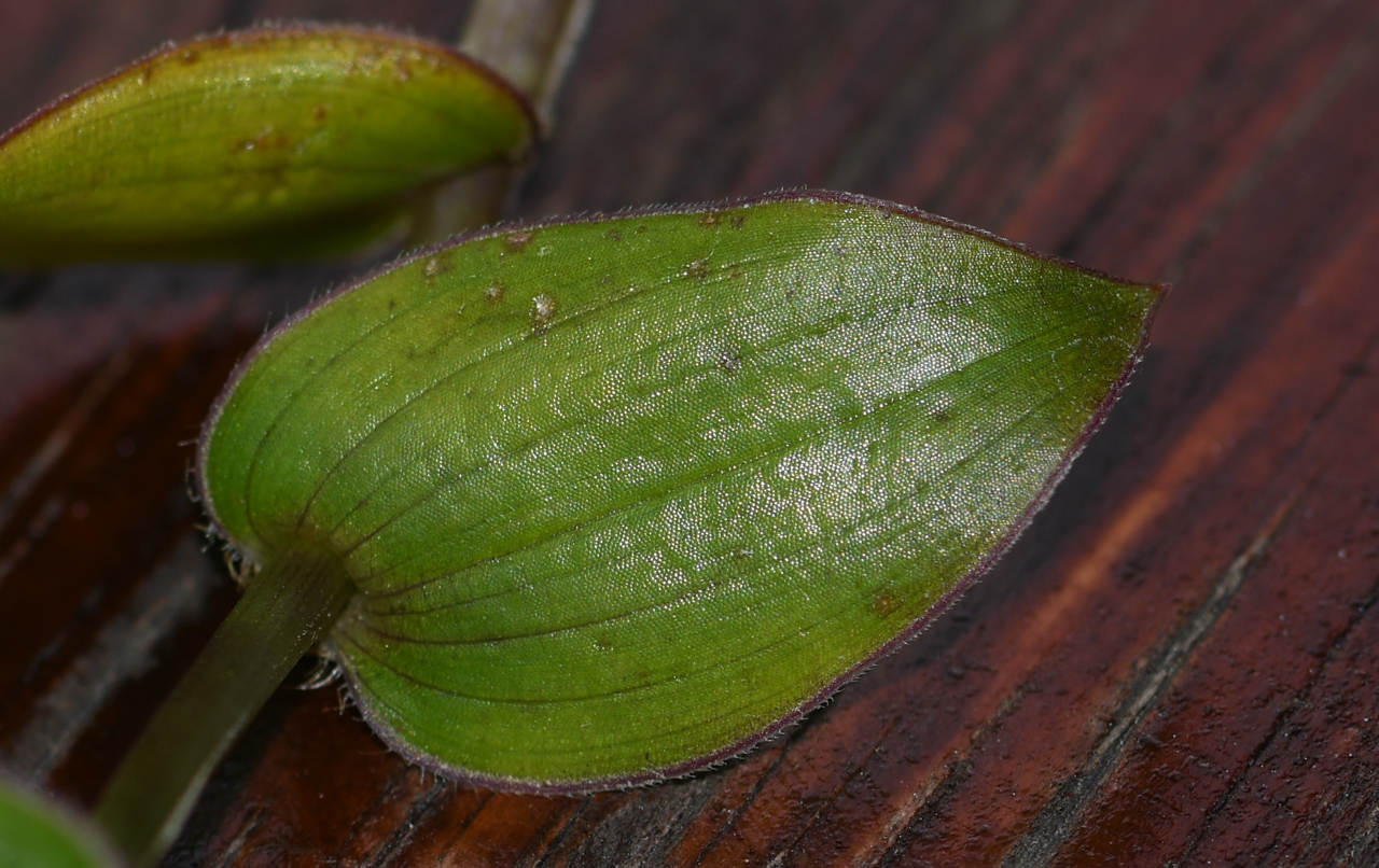 Image of Callisia gracilis specimen.