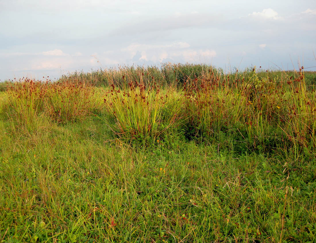 Image of Juncus effusus specimen.