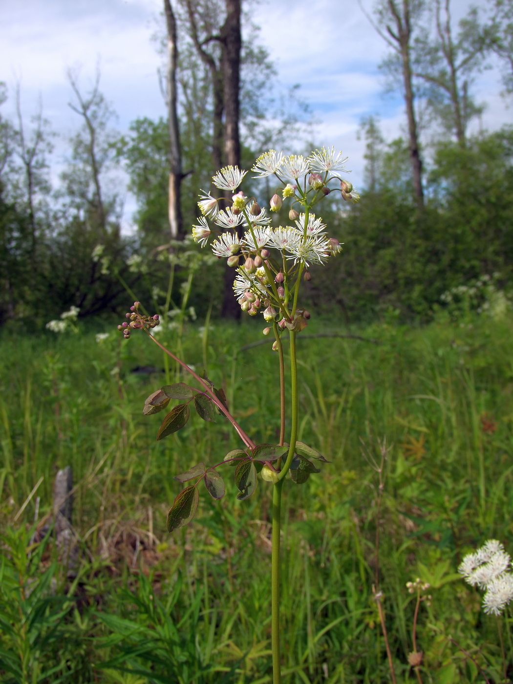 Image of Thalictrum contortum specimen.