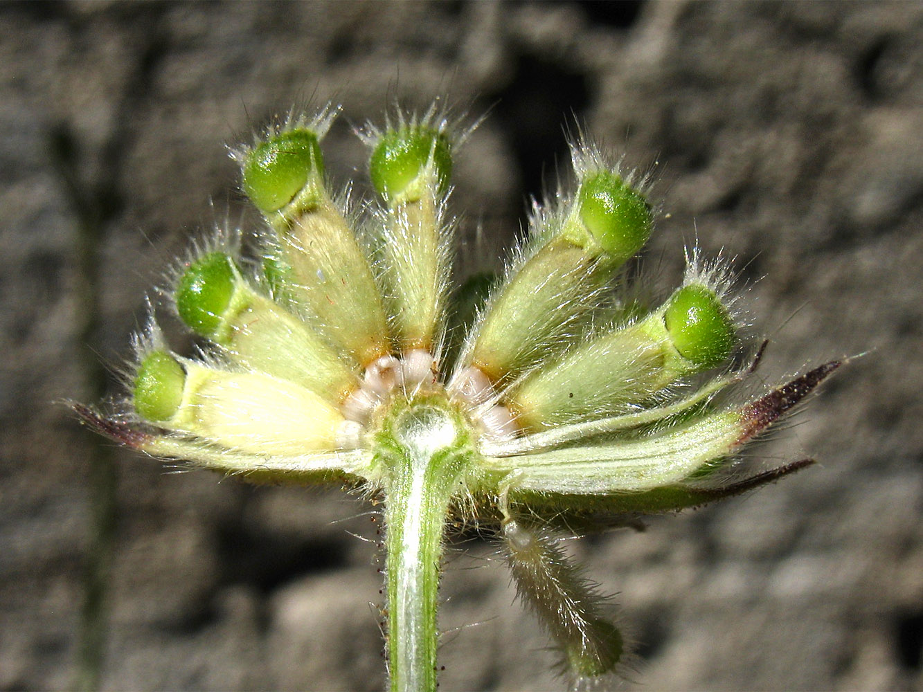 Image of Knautia integrifolia ssp. urvillei specimen.