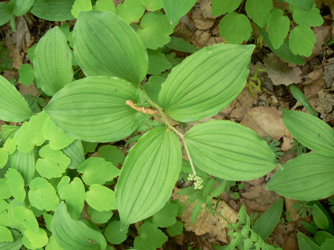 Image of Smilacina hirta specimen.