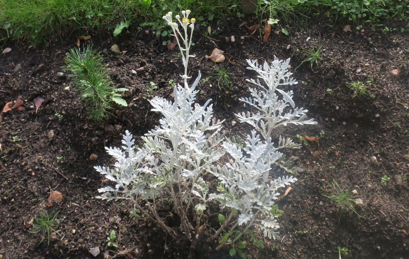 Изображение особи Senecio cineraria.