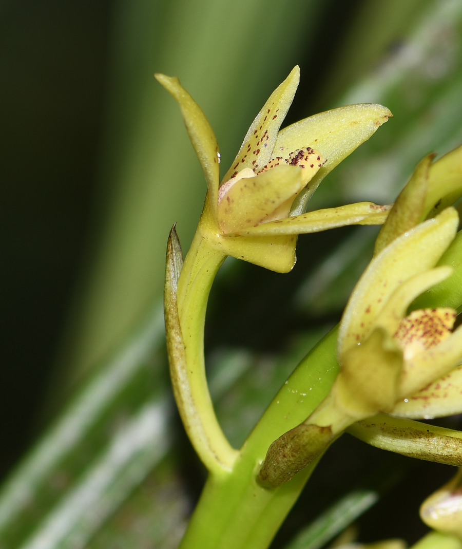 Image of familia Orchidaceae specimen.