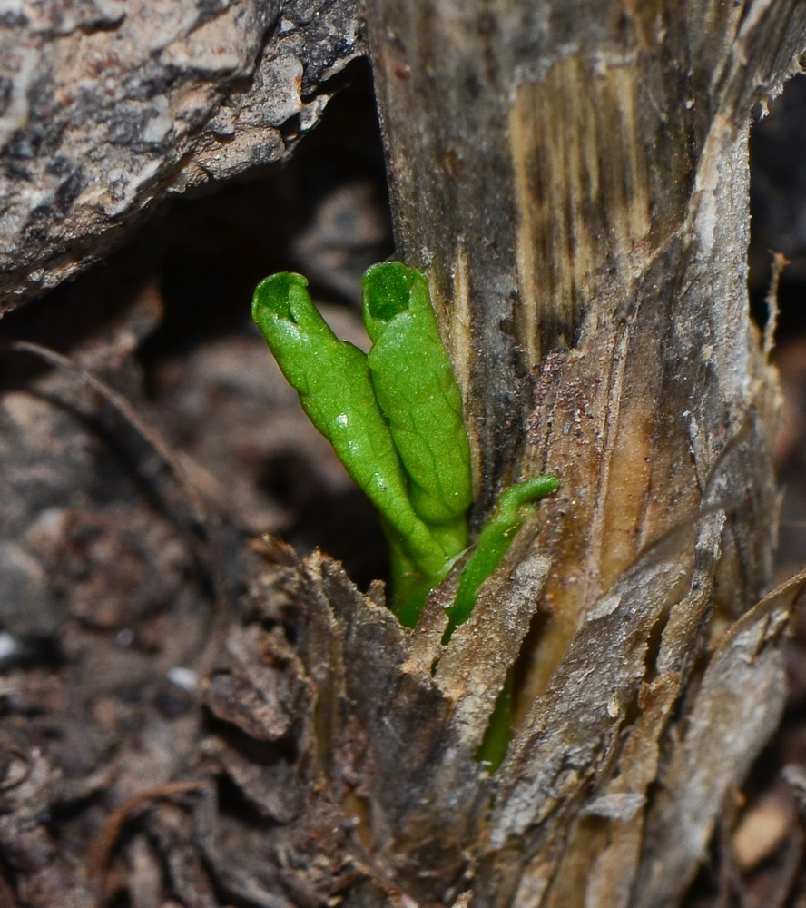 Image of Smyrnium olusatrum specimen.