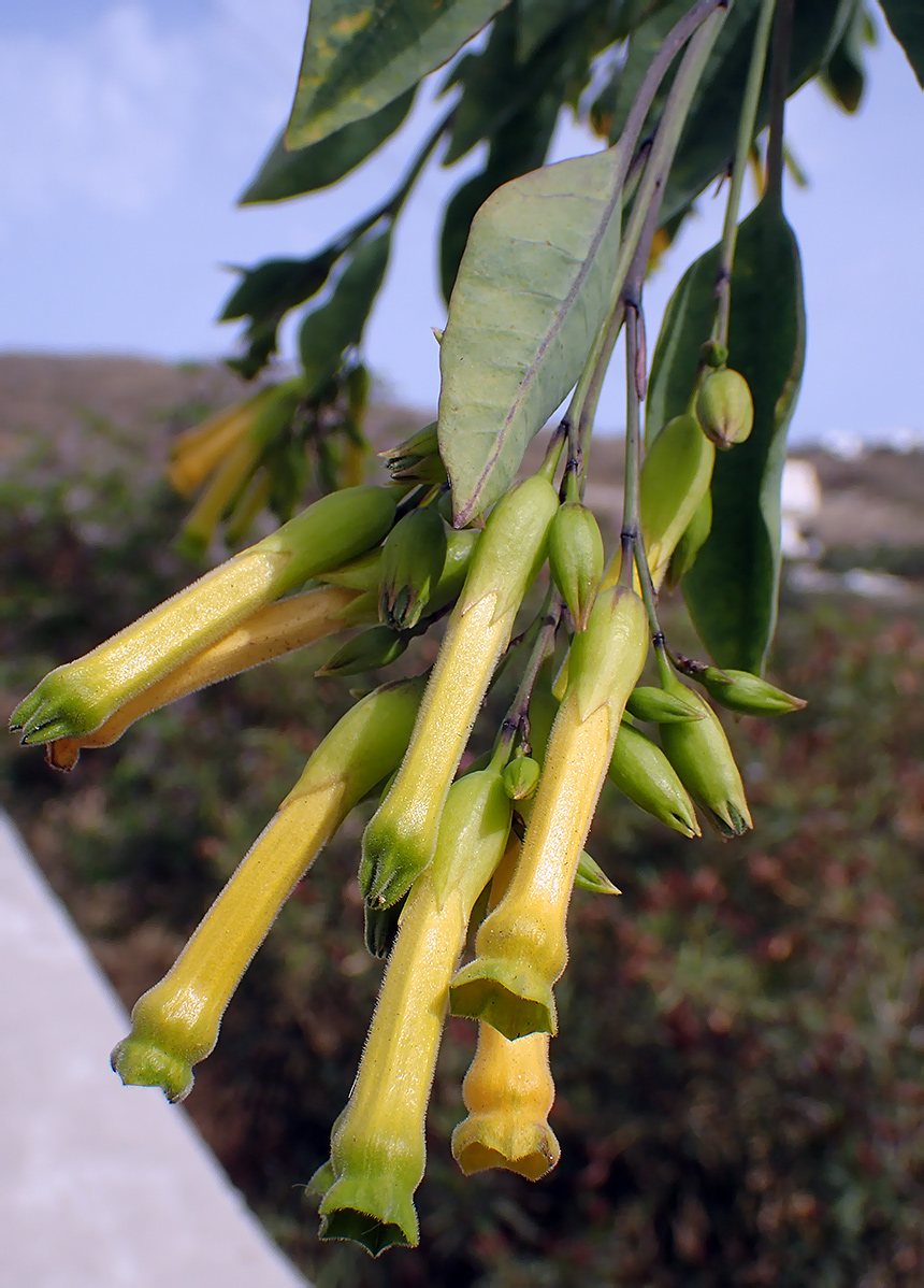 Изображение особи Nicotiana glauca.