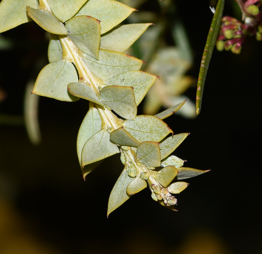 Image of Acacia cultriformis specimen.