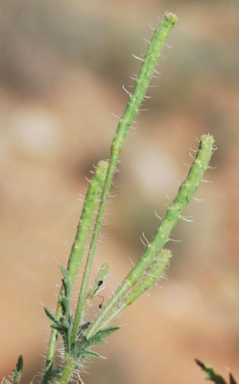 Image of Roemeria hybrida specimen.