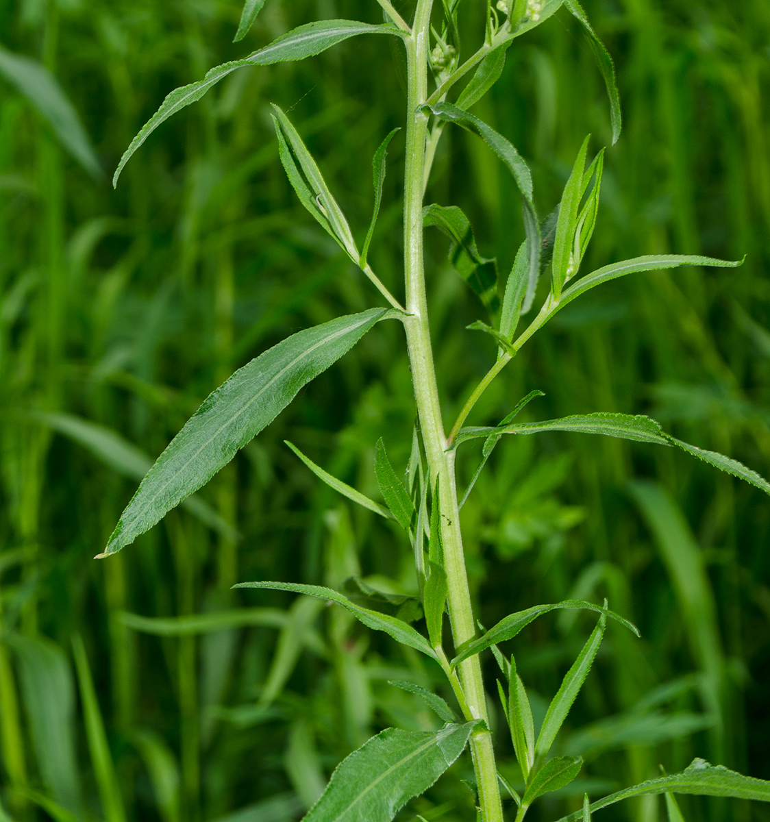 Image of Achillea cartilaginea specimen.