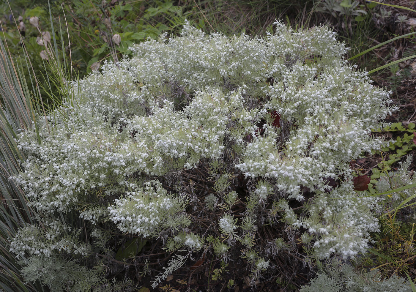 Image of genus Artemisia specimen.