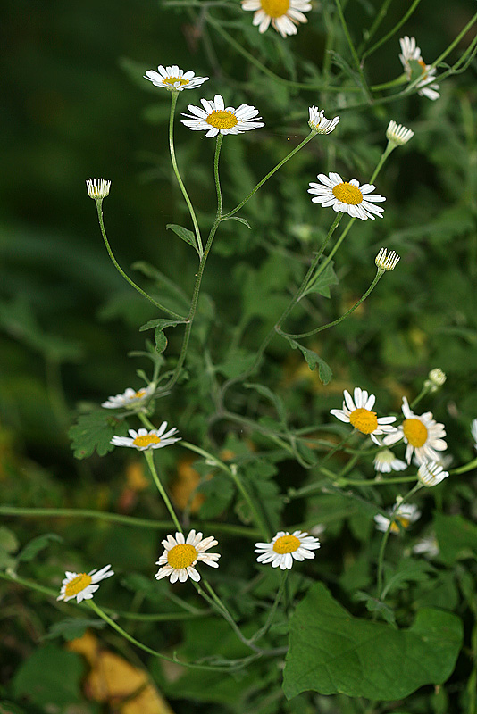 Image of Pyrethrum parthenifolium specimen.