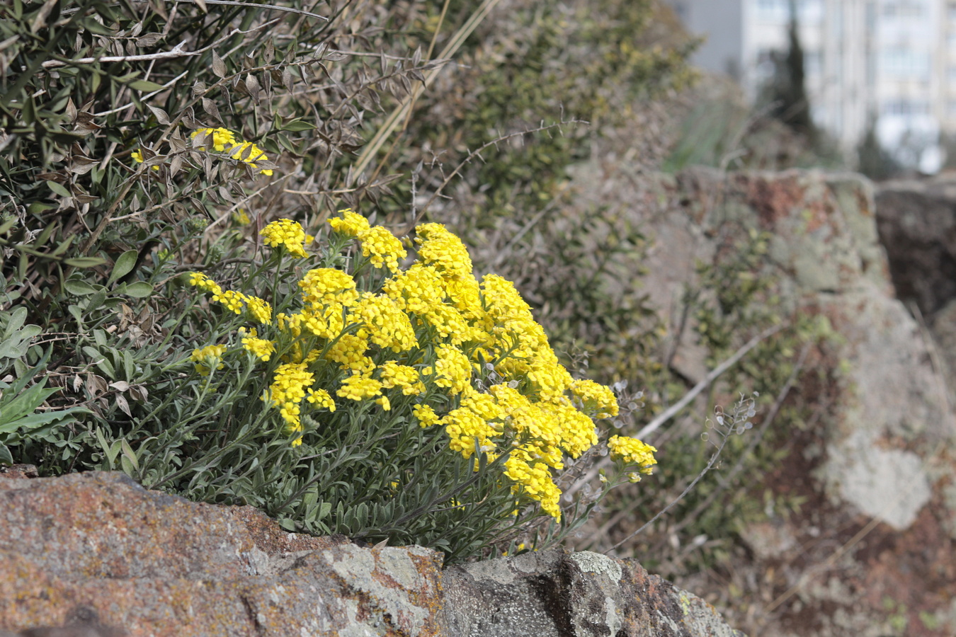 Изображение особи Alyssum calycocarpum.