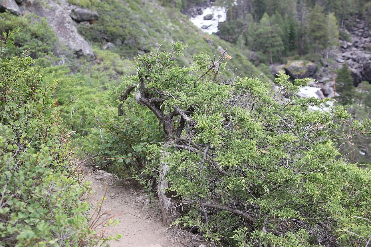 Image of Juniperus sabina specimen.