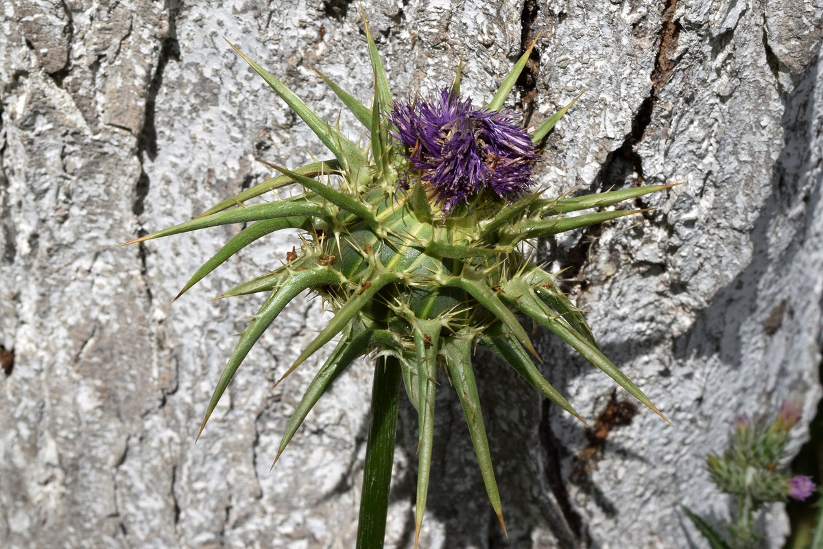 Изображение особи Silybum marianum.