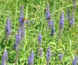 Veronica longifolia. Верхушки цветущих растений. Якутия, Мирнинский р-н, пойма р. Малая Ботуобуя. 12.07.2009.