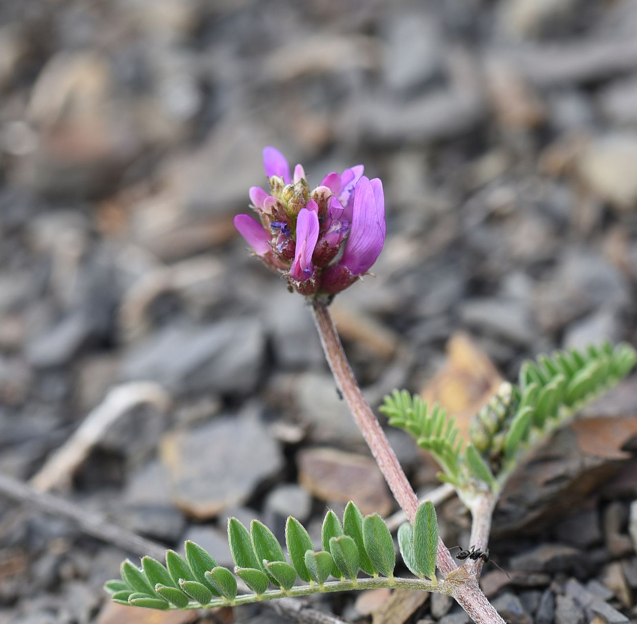 Изображение особи род Astragalus.