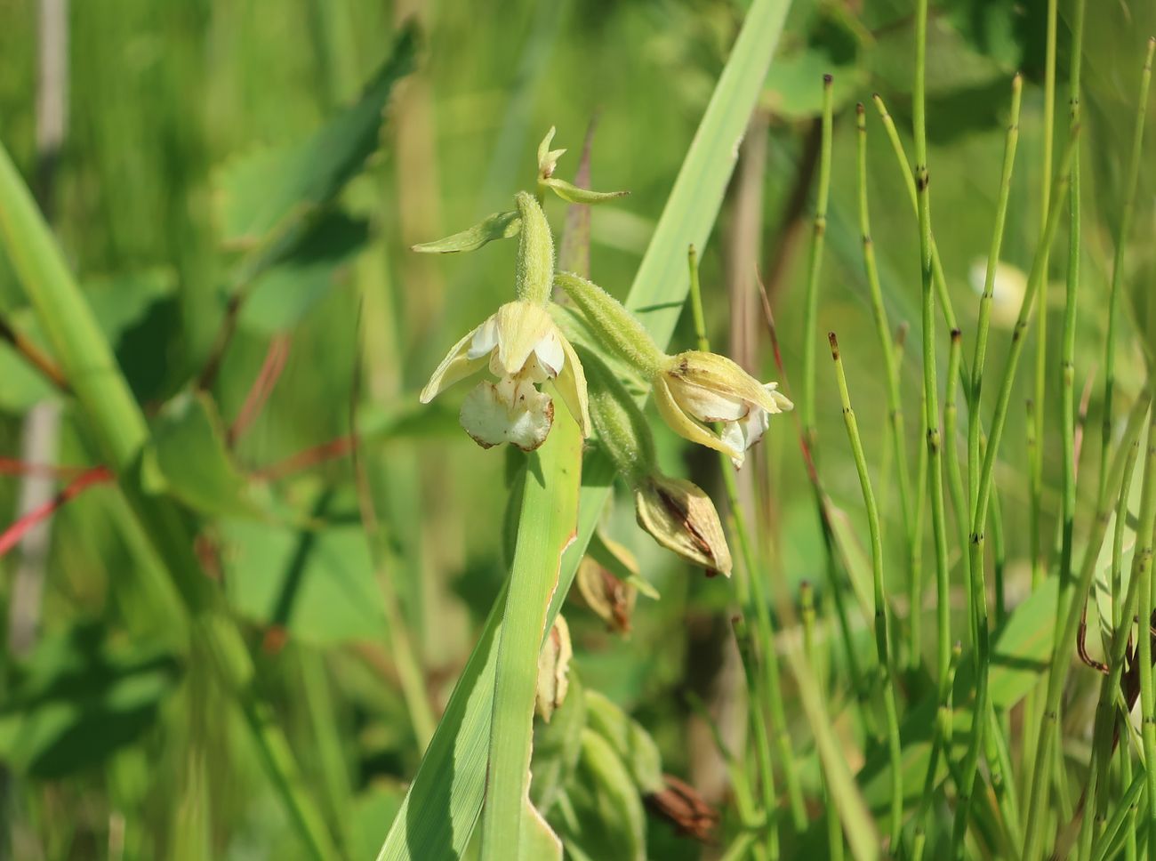 Изображение особи Epipactis palustris.