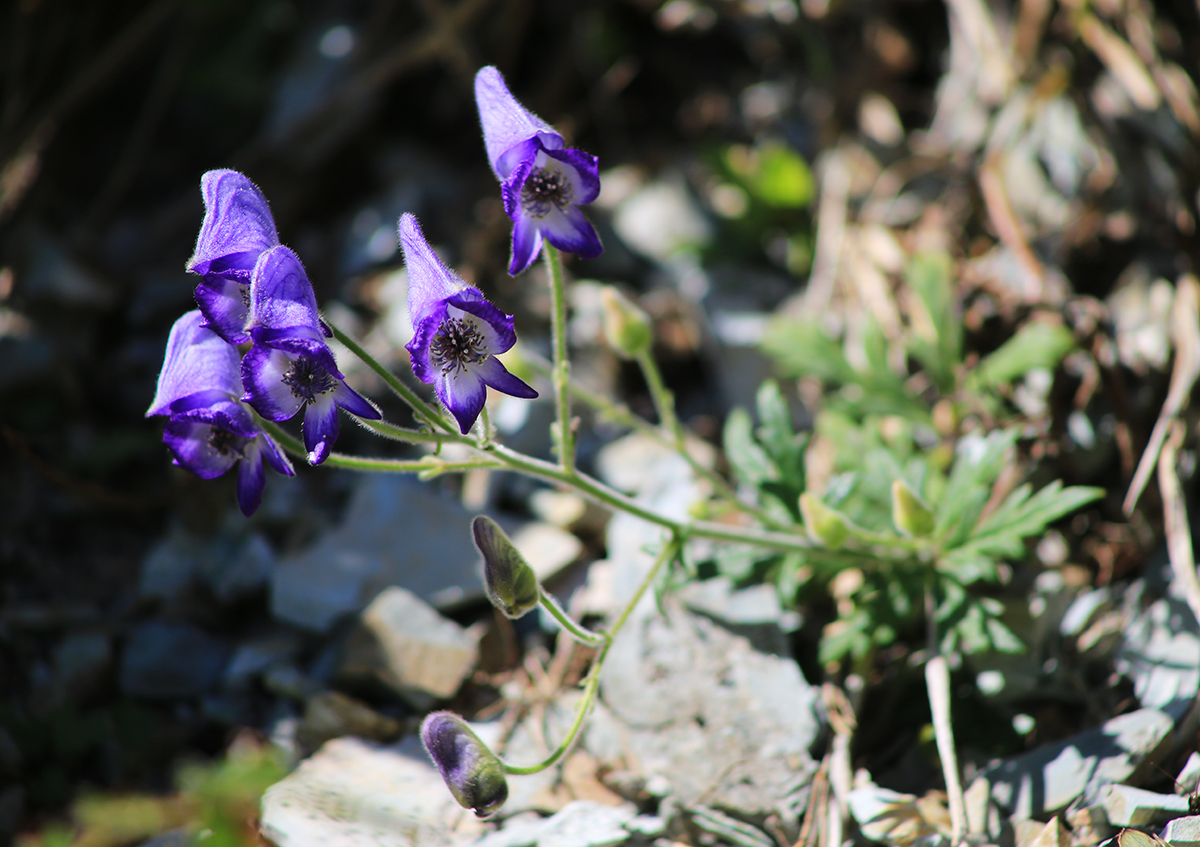 Изображение особи Aconitum sichotense.