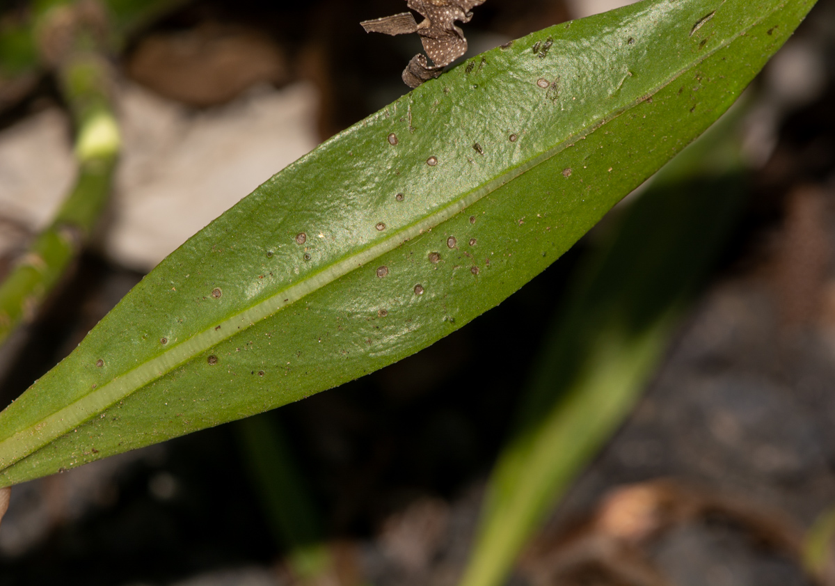 Изображение особи Echium decaisnei.