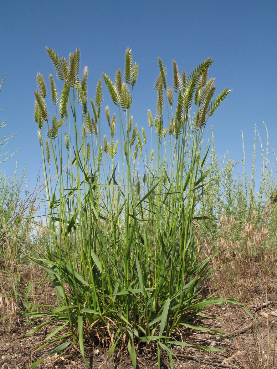 Image of Agropyron pectinatum specimen.