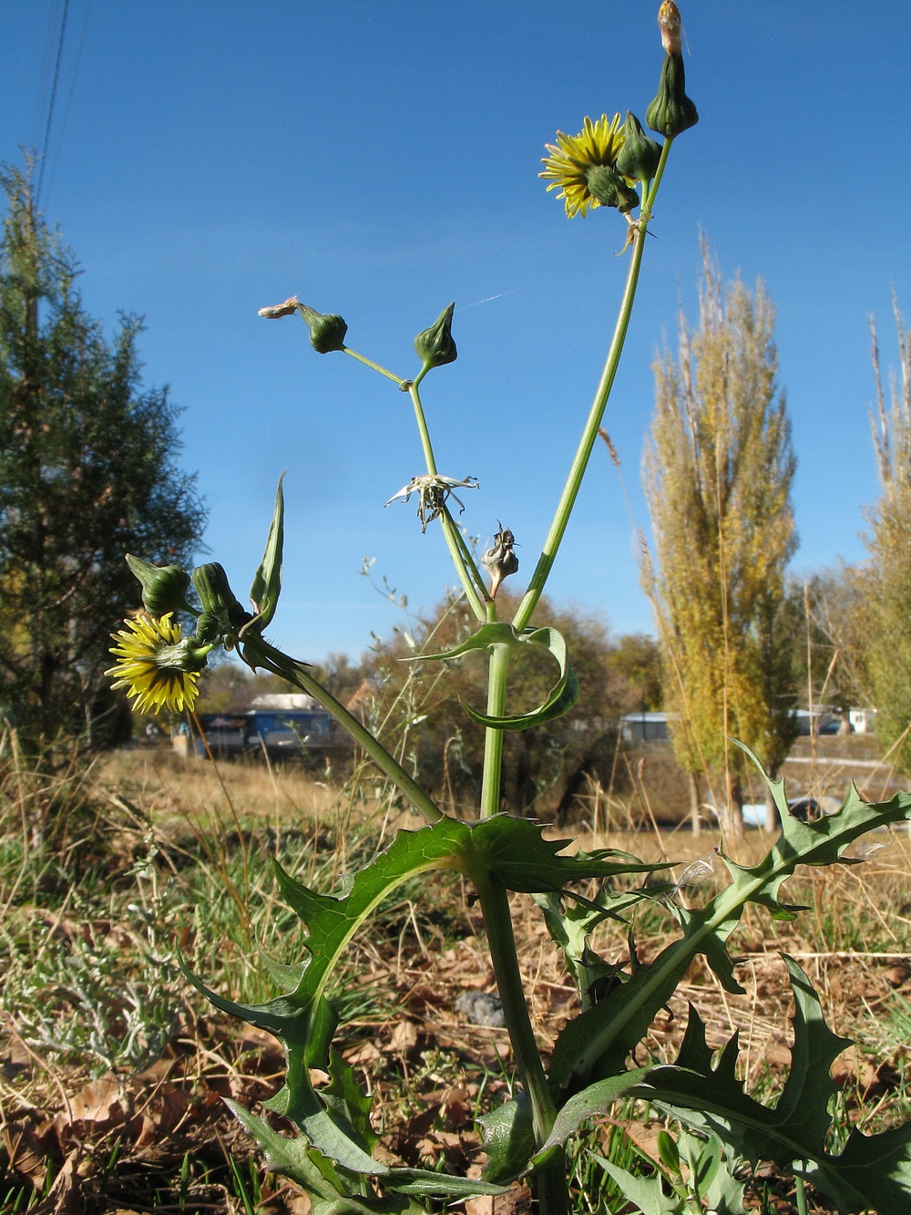 Изображение особи Sonchus oleraceus.