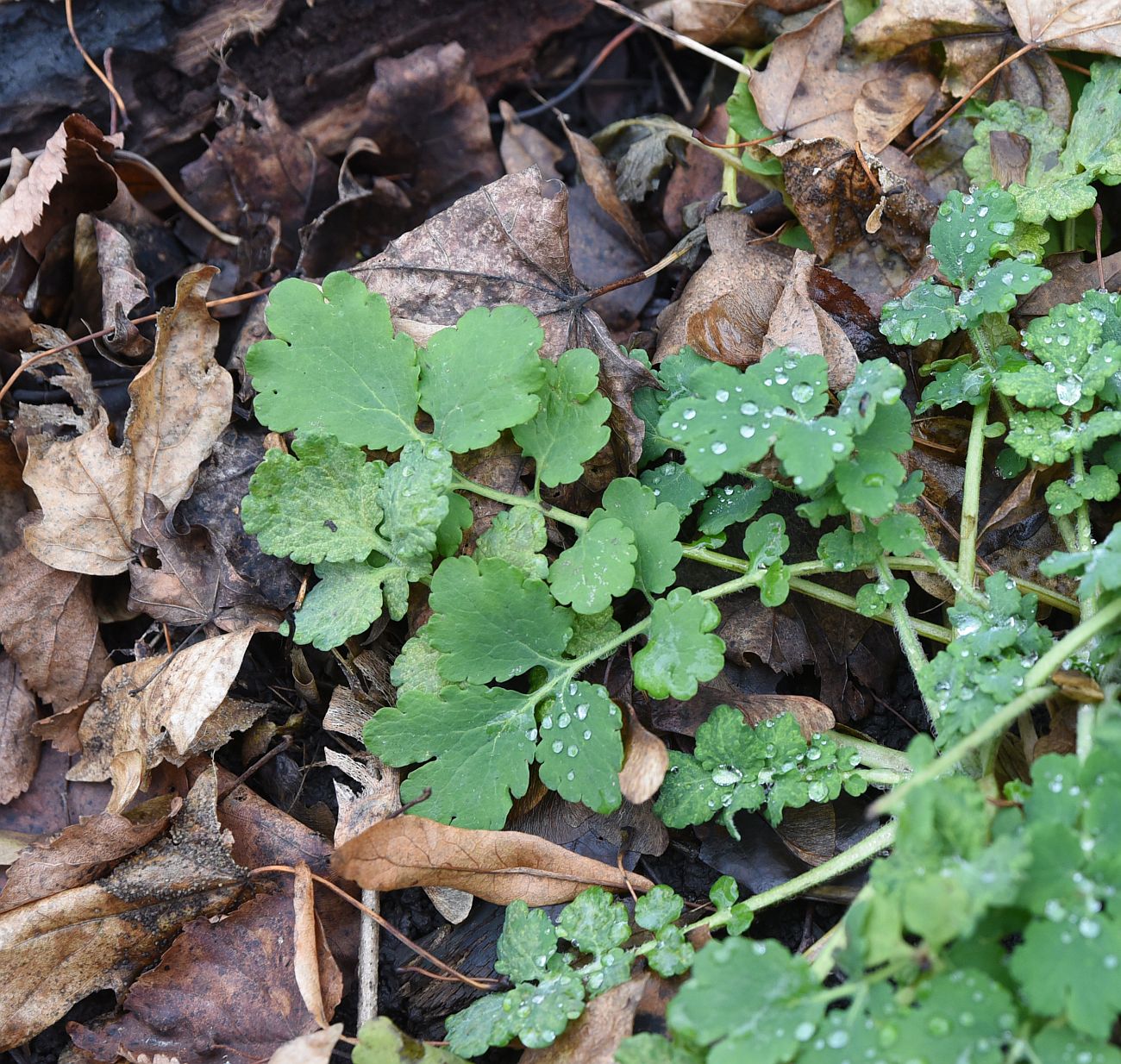 Изображение особи Chelidonium majus.