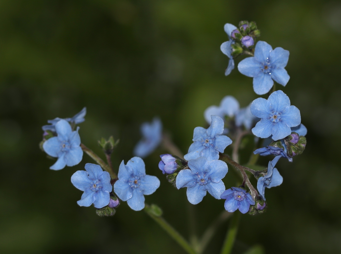 Изображение особи Cynoglossum amabile.