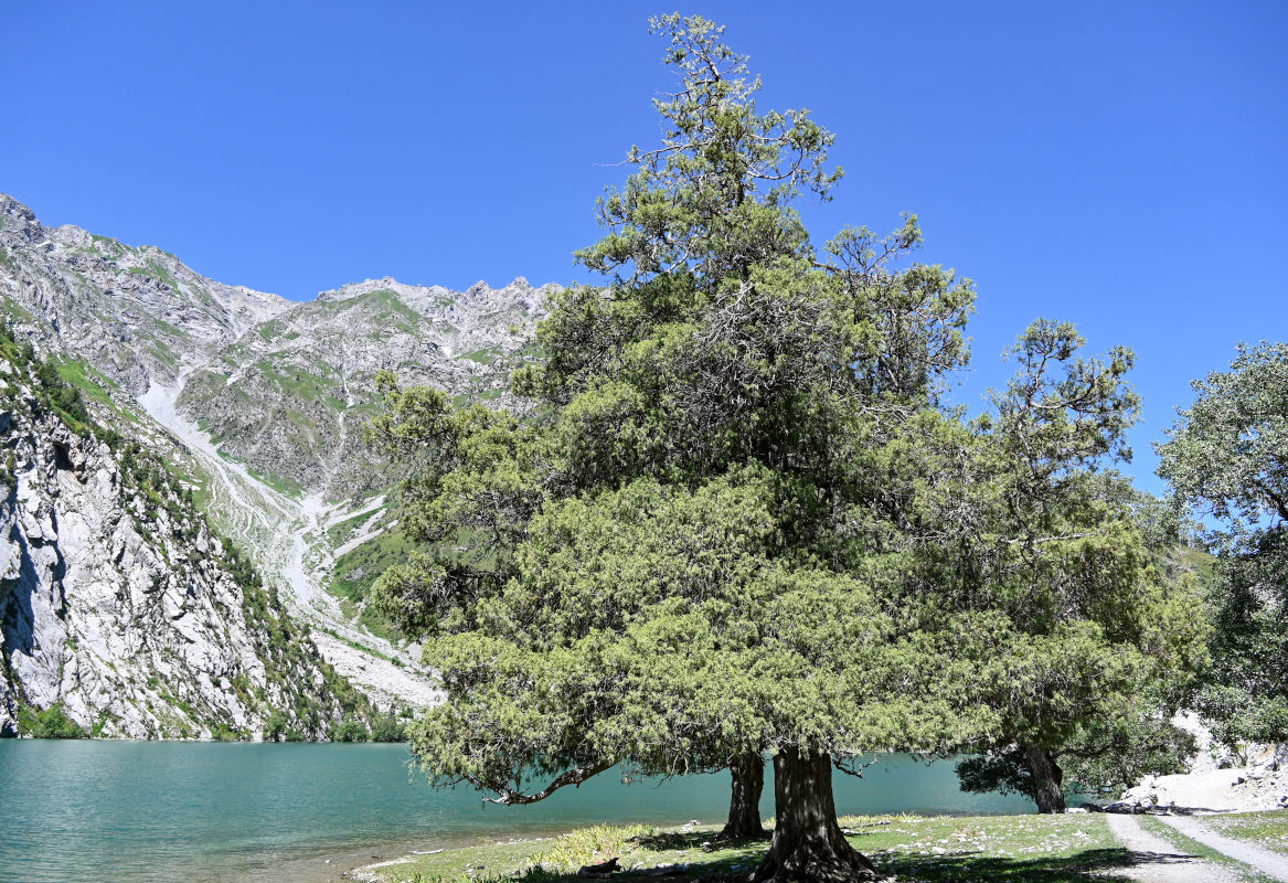 Изображение особи род Juniperus.