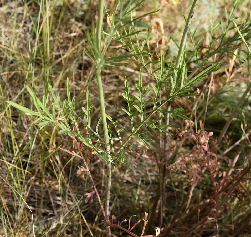 Image of Scabiosa ochroleuca specimen.