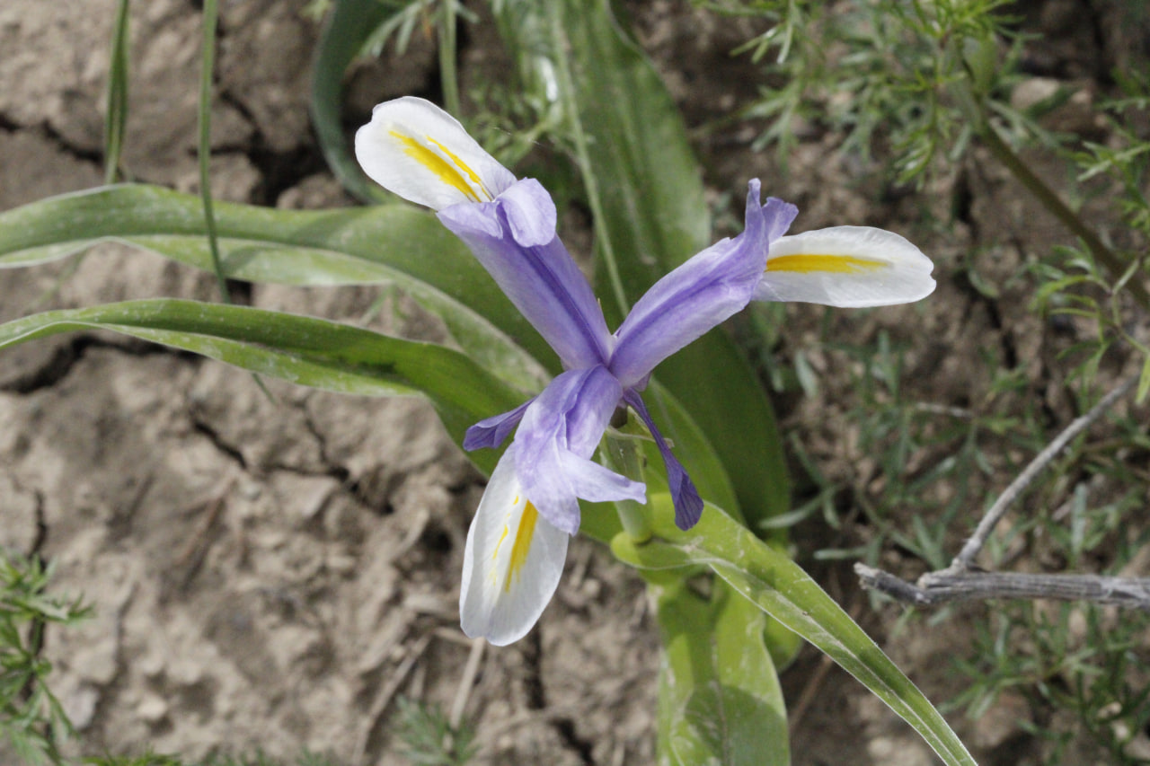 Image of Juno vicaria specimen.