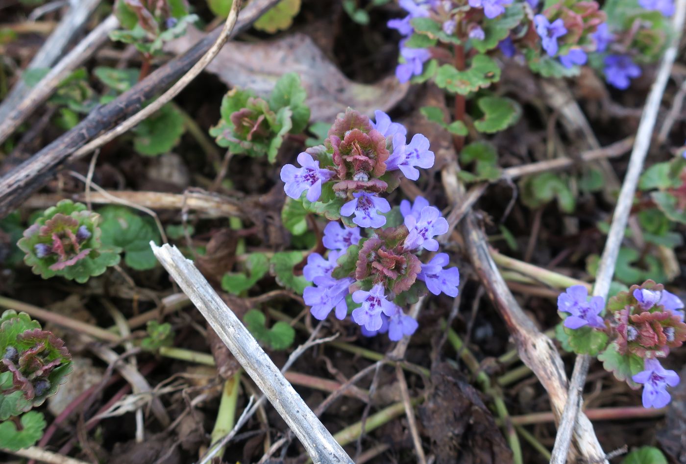 Image of Glechoma hederacea specimen.