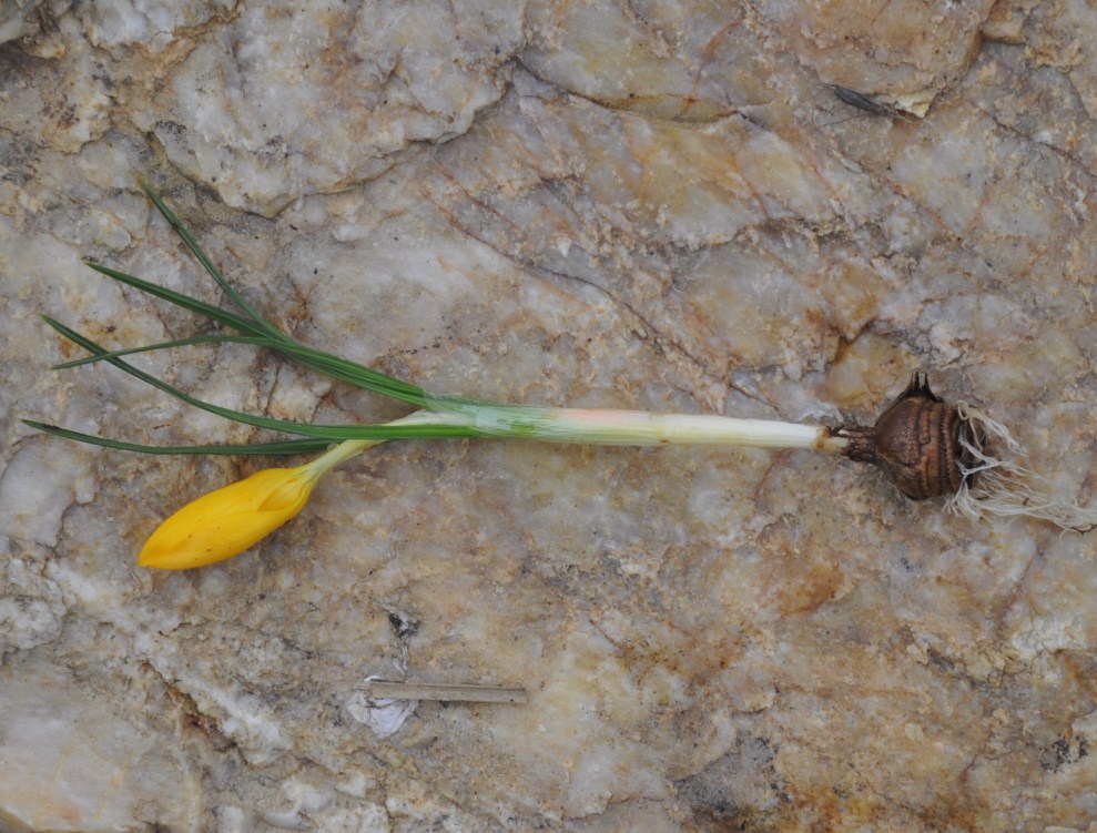 Image of Crocus flavus specimen.