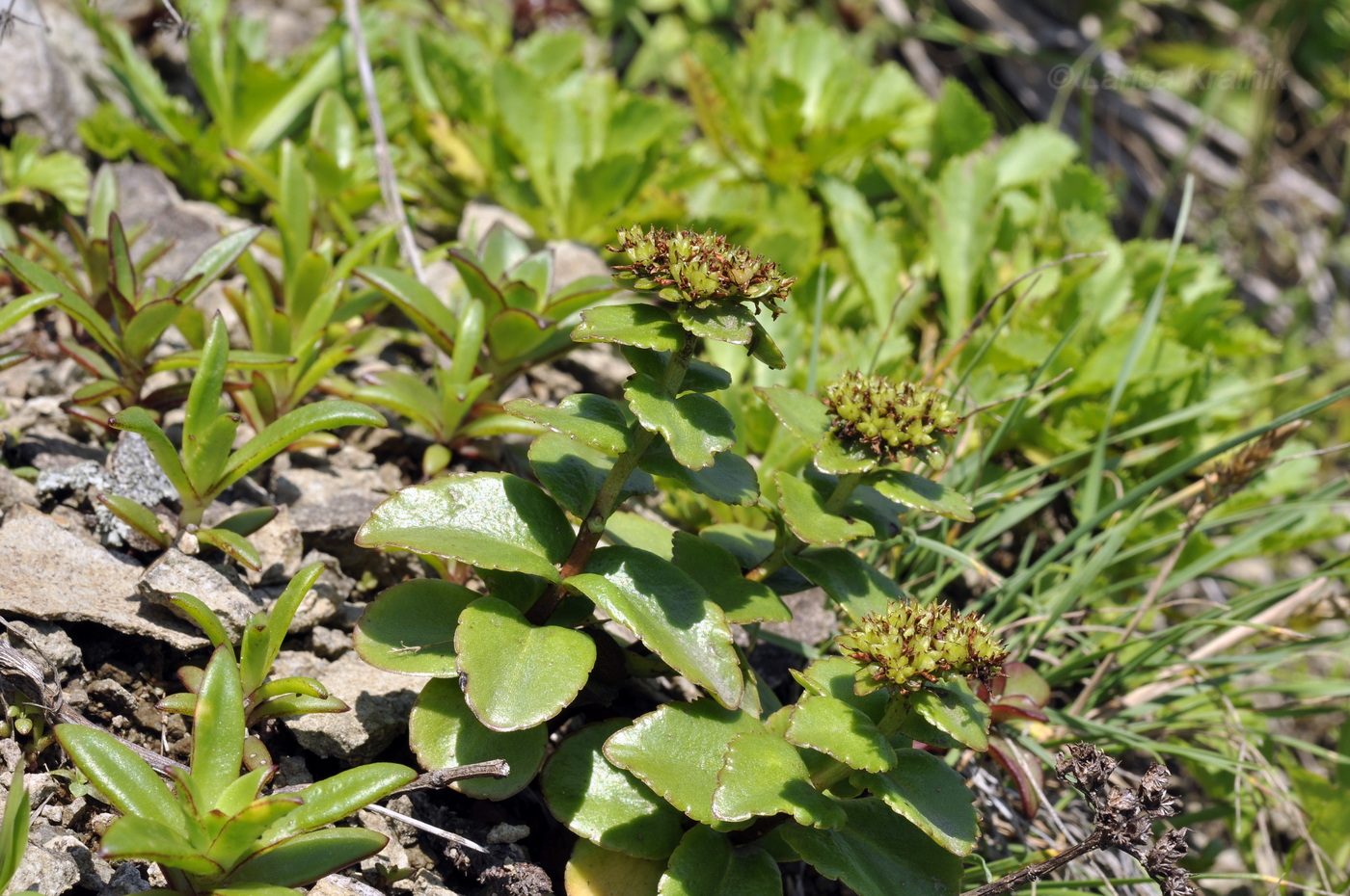 Изображение особи Aizopsis litoralis.