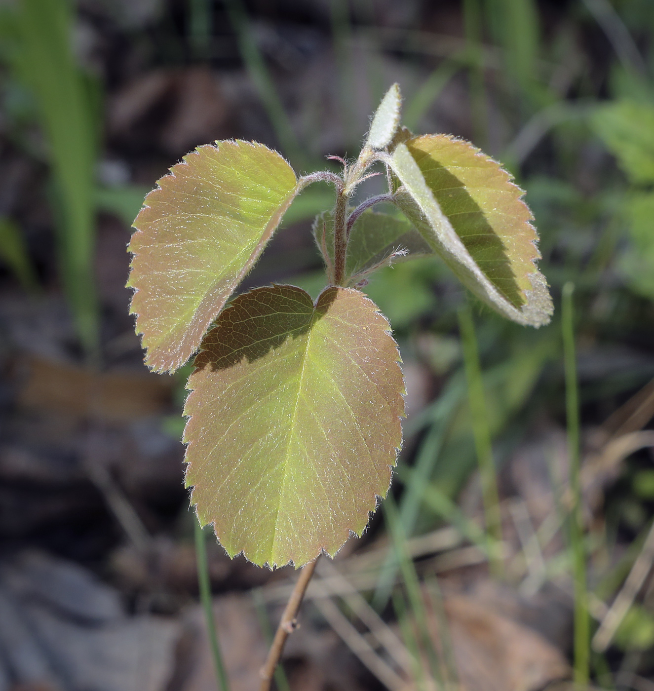 Image of Amelanchier alnifolia specimen.