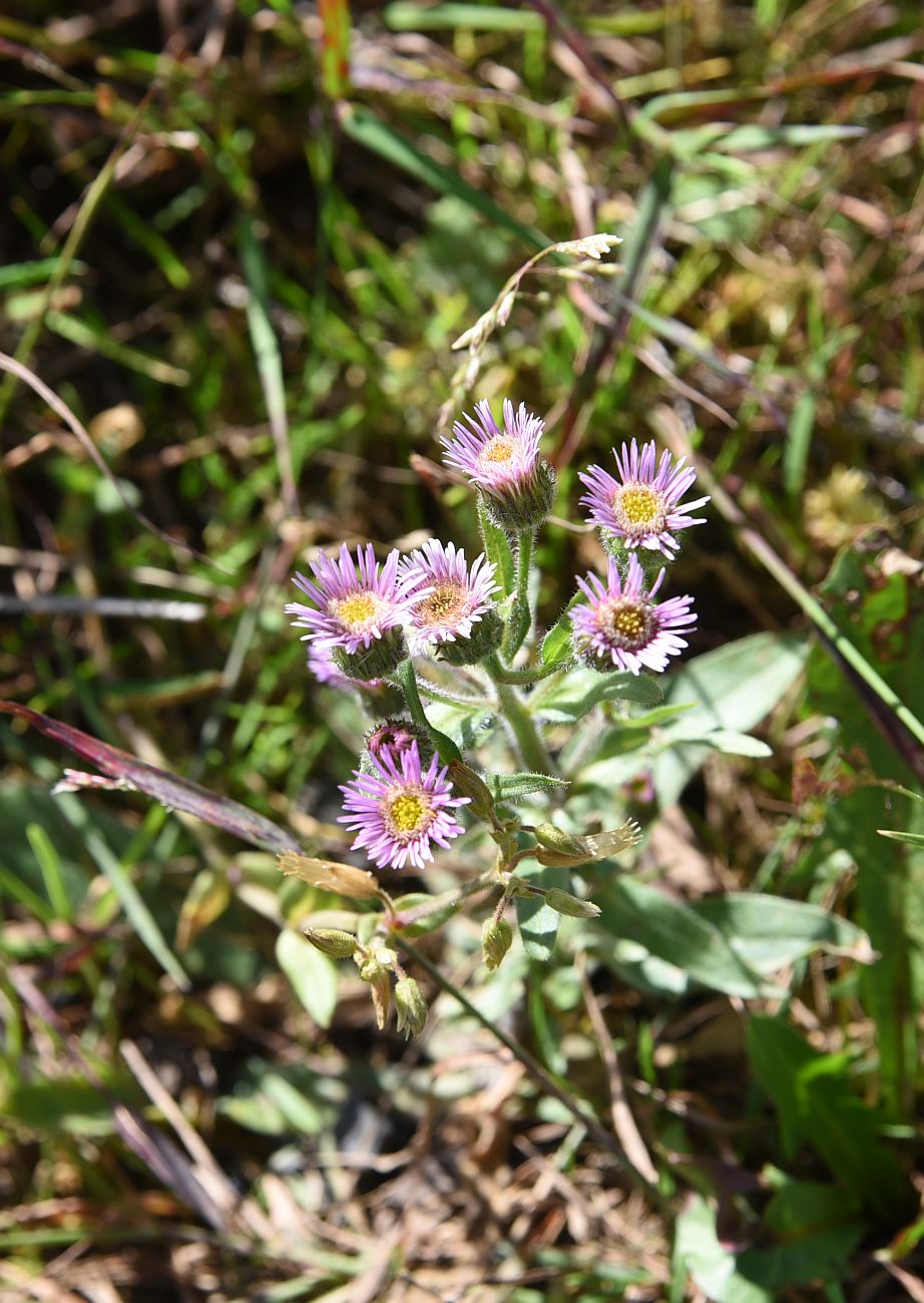 Изображение особи Erigeron orientalis.