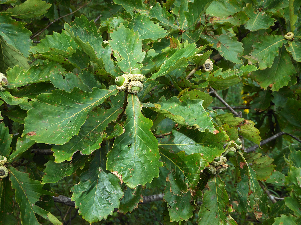 Изображение особи Quercus mongolica.