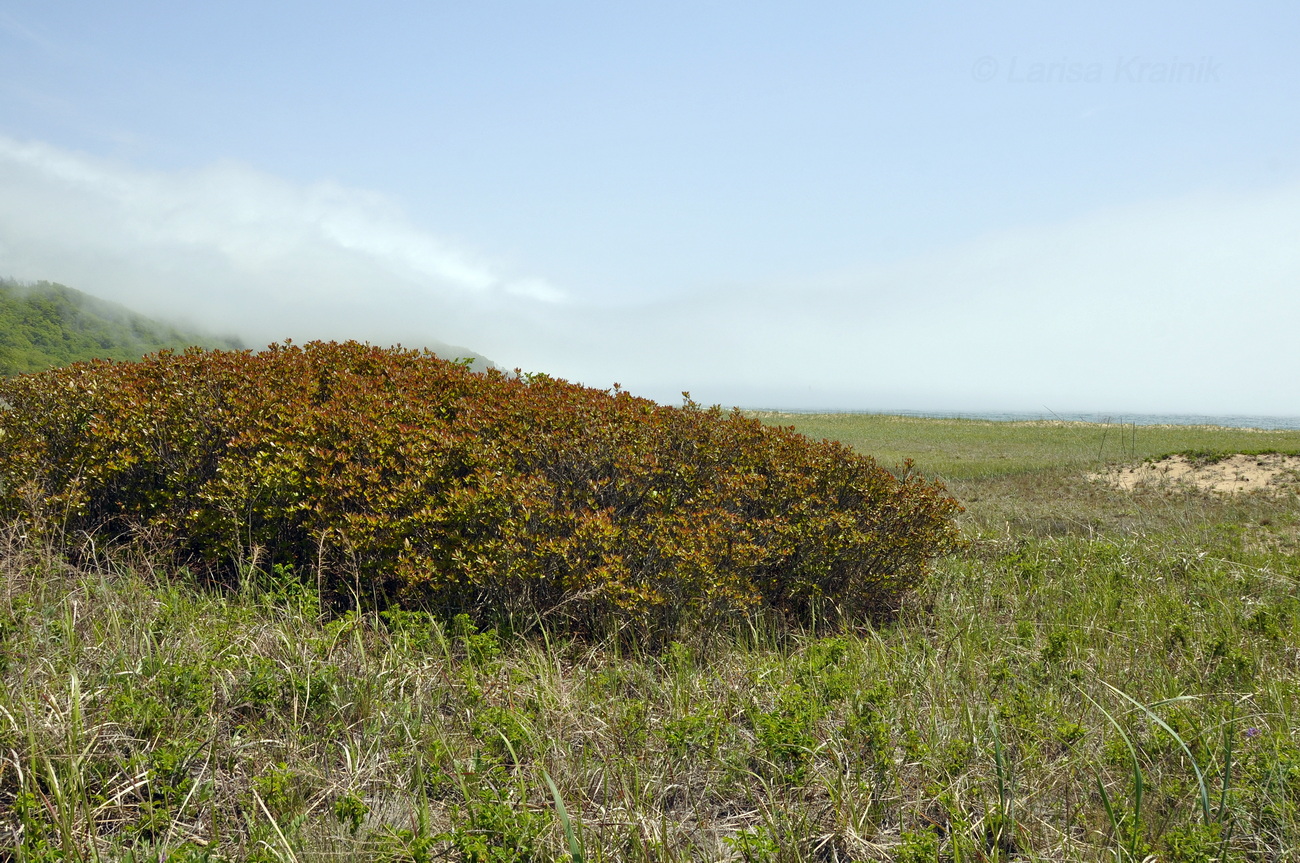 Изображение особи Rhododendron mucronulatum.